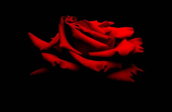 розы красные фото (18)