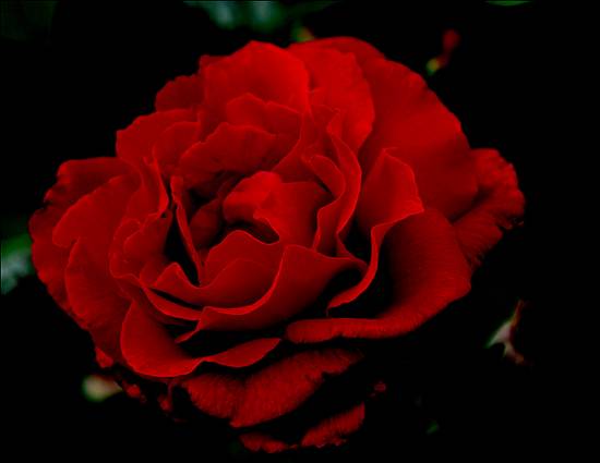 розы красные фото (26)