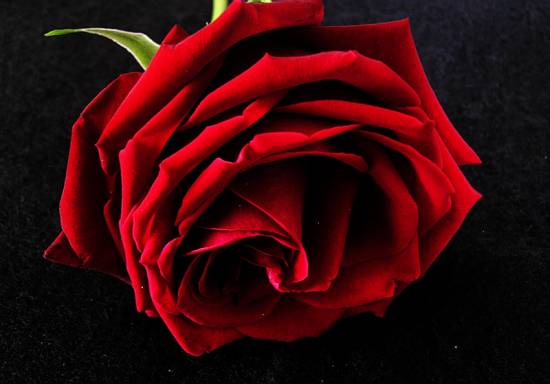 розы красные фото (9)