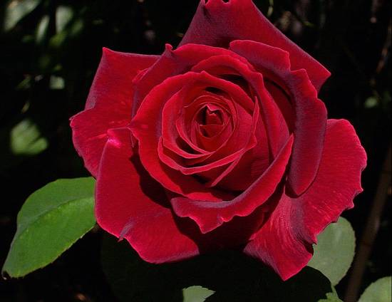 розы красные фото (28)