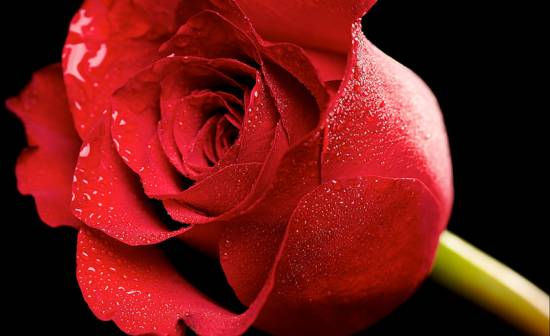 розы красные фото (8)