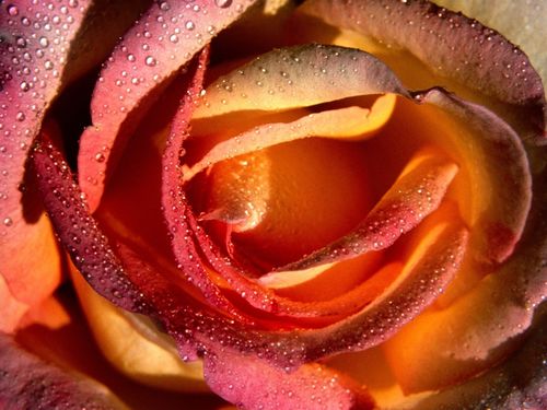 rose_petals_drops_flower_53681_1600x1200