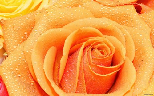 rose_drops_macro_petals_108110_1680x1050