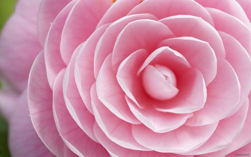 rose_petals_pink_flower_93581_1920x1200