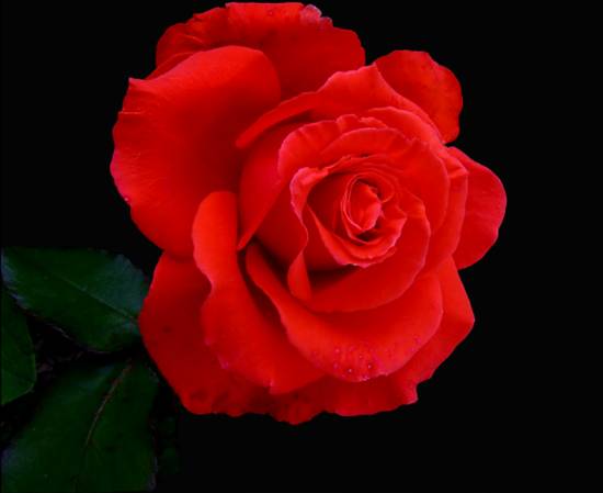 розы красные фото (7)