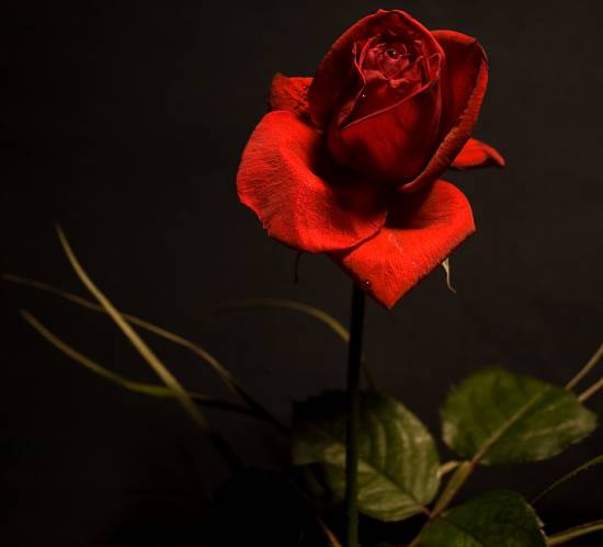 розы красные фото (27)