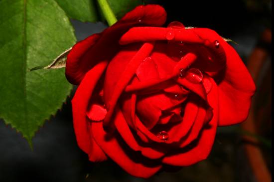 розы красные фото (14)