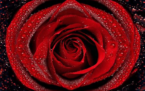 rose_dew_macro_drop_petals_4636_1680x1050