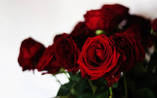 розы красные фото (31)