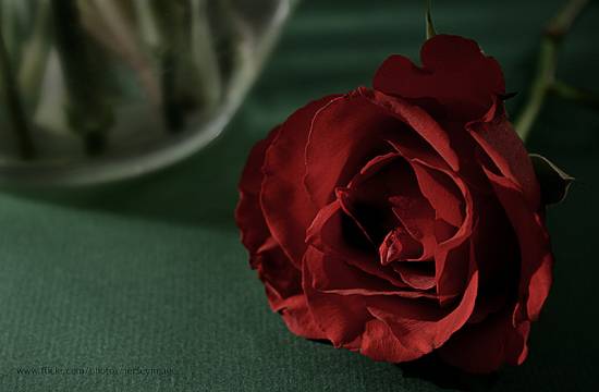 розы красные фото (16)