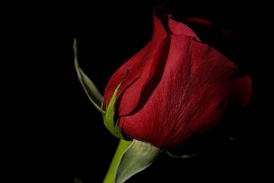 розы красные фото (6)