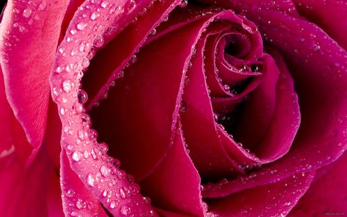 rose_petals_bud_drops_macro_67933_2560x1600