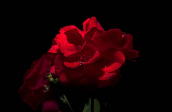 розы красные фото (22)