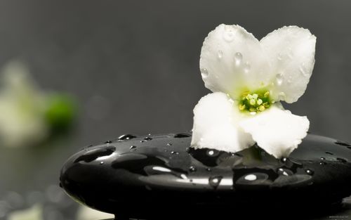 flower_stone_therapy_aroma_11236_2560x1600