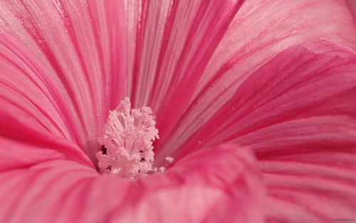 flower_pink_petals_pollen_17305_2560x1600