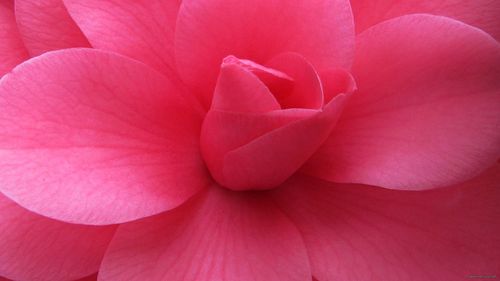 petals_plant_flower_pink_67858_1920x1080