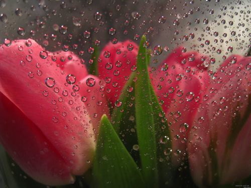 flowers_behind_glass_drops_tulips_83441_3260x2445