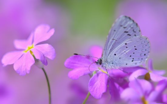 butterfly_flower_petals_spots_lilac_96686_1920x1200
