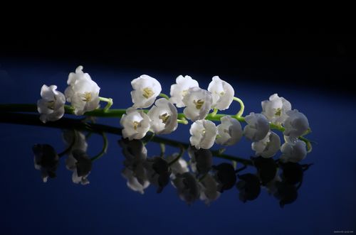 lily_of_the_valley_close_up_spring_surface_reflection_689...